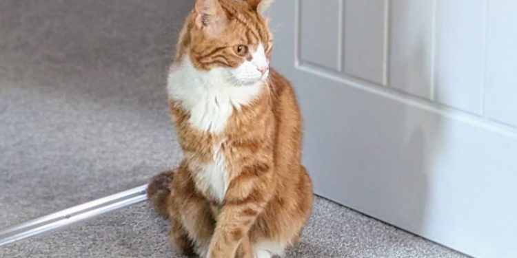 Cute Kitty Quirks: Alex and His Happy Feet