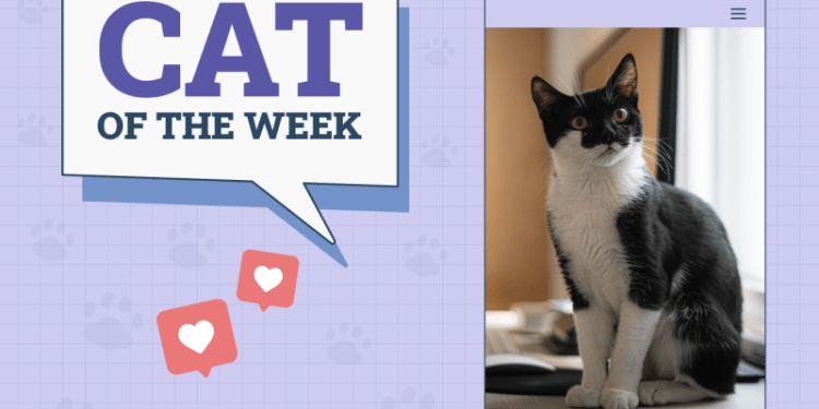 Catster Photo Contest: Cats of the Week Winners (Feb 6, 2025)
