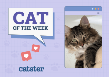 Catster Photo Contest: Cats of the Week Winners (Feb 13, 2025)