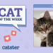 Catster Photo Contest: Cats of the Week Winners (Feb 13, 2025)