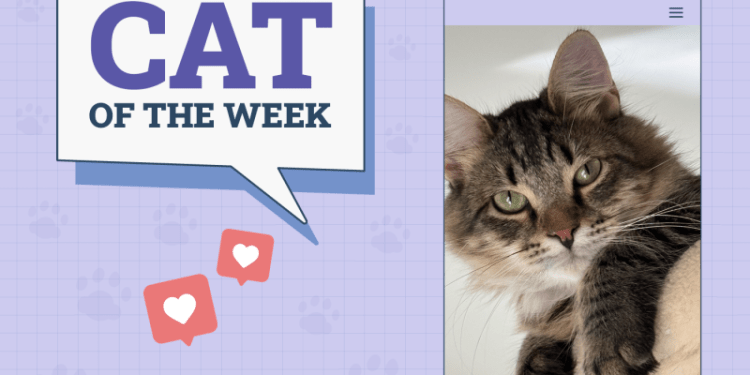 Catster Photo Contest: Cats of the Week Winners (Feb 13, 2025)