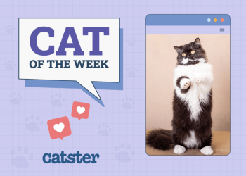 Catster Photo Contest: Cats of the Week Winners (Feb 20, 2025)