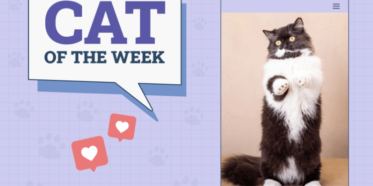 Catster Photo Contest: Cats of the Week Winners (Feb 20, 2025)