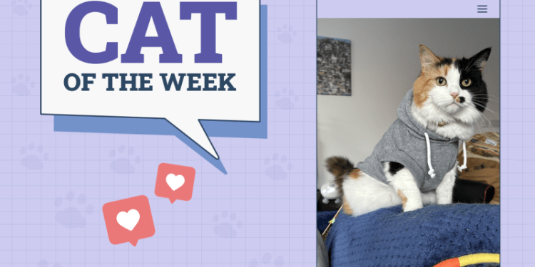 Catster Photo Contest: Cats of the Week Winners (Feb 27, 2025)