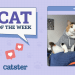 Catster Photo Contest: Cats of the Week Winners (Feb 27, 2025)