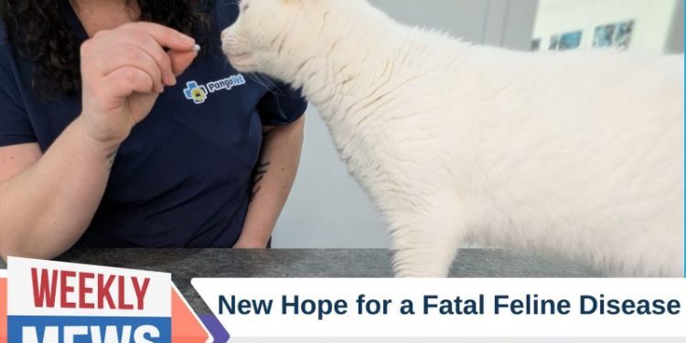 New Hope for a Fatal Feline Disease: Feline Infectious Peritonitis (FIP) Treatment Gets a Green Light