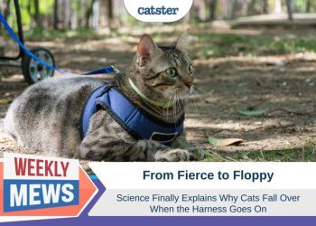 From Fierce to Floppy: Science Finally Explains Why Cats Fall Over in Harnesses