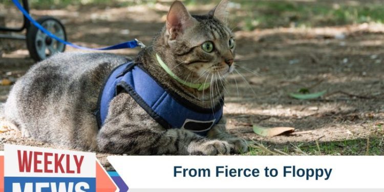 From Fierce to Floppy: Science Finally Explains Why Cats Fall Over in Harnesses