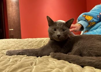 Can a Cat Allergy Stop Love? Not For Wes & Raphael!