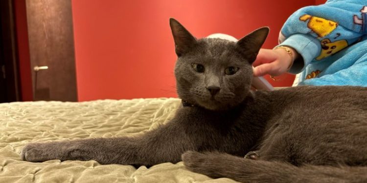 Can a Cat Allergy Stop Love? Not For Wes & Raphael!