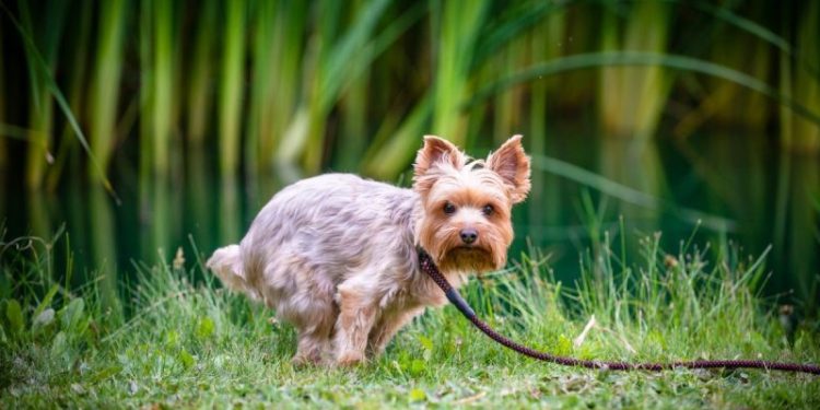 Miralax For Dogs: Uses, Dosage, & Side Effects