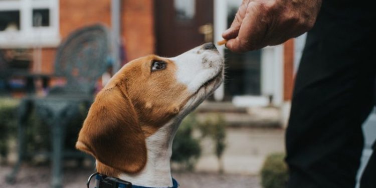 Most Popular Dog Training Methods