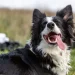 Dog Tongue Sticking Out: Reasons Why Your Dog Sticks Out Its Tongue