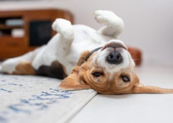 Simethicone For Dogs: Uses, Dosage, & Side Effects