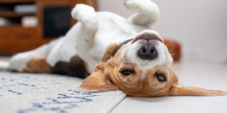 Simethicone For Dogs: Uses, Dosage, & Side Effects