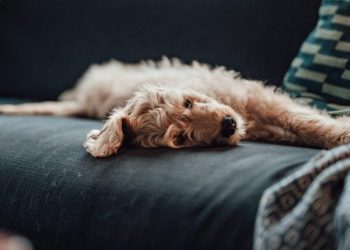 Omeprazole For Dogs: Uses, Dosage, & Side Effects