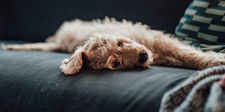 Omeprazole For Dogs: Uses, Dosage, & Side Effects