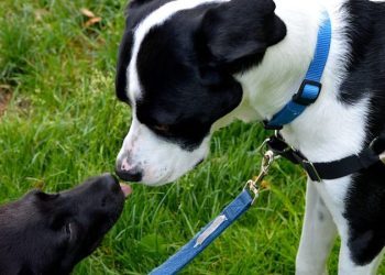 Bringing Home a Second Dog: Tips for a Good First Meeting