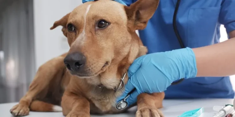 Imodium for Dogs: Uses, Dosage, & Side Effects