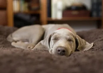 Melatonin For Dogs: Uses, Dosage, and Side Effects