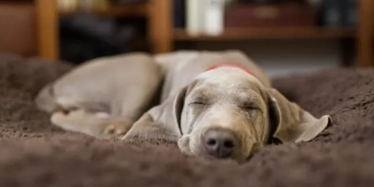Melatonin For Dogs: Uses, Dosage, and Side Effects