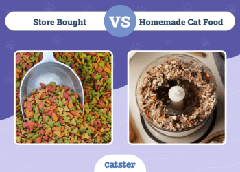 Store Bought vs Homemade Cat Food: Vet-Reviewed Pros, Cons & FAQ