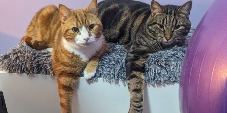 Cyril ❤️ Alex: A Valentine’s Day Love Story