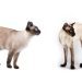 What’s the Difference Between a Siamese Cat and a Siamese Cat? It’s Complicated