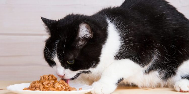 What Do Cats Need in Their Diet? 6 Vet Verified Essential Nutrients