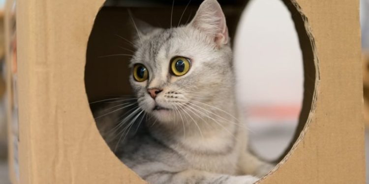 Why Do Cats Like Boxes So Much? 6 Vet-Reviewed Reasons Behind the Behavior