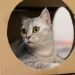 Why Do Cats Like Boxes So Much? 6 Vet-Reviewed Reasons Behind the Behavior