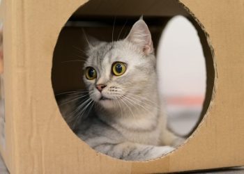 Why Do Cats Like Boxes So Much? 6 Vet-Reviewed Reasons Behind the Behavior