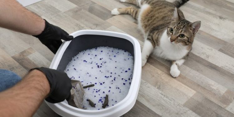 How Often Should I Change Cat Litter? 5 Things to Consider (Vet-Reviewed)
