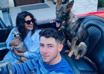 Nick Jonas Dogs: Breeds, Ages and More