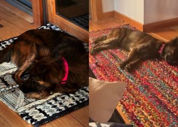 Rescue Dog Finds Favorite Spot in New Home in Touching Photos