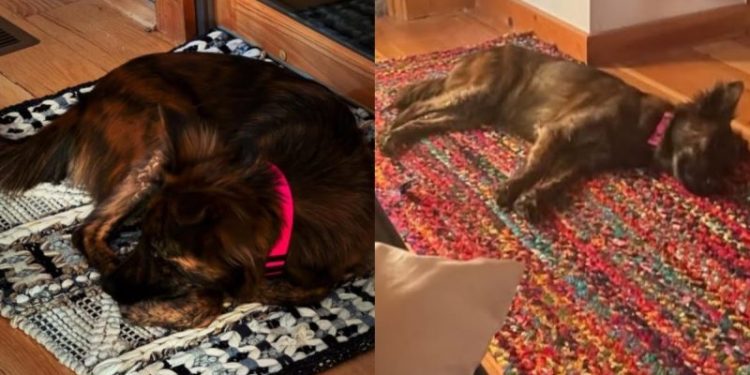 Rescue Dog Finds Favorite Spot in New Home in Touching Photos