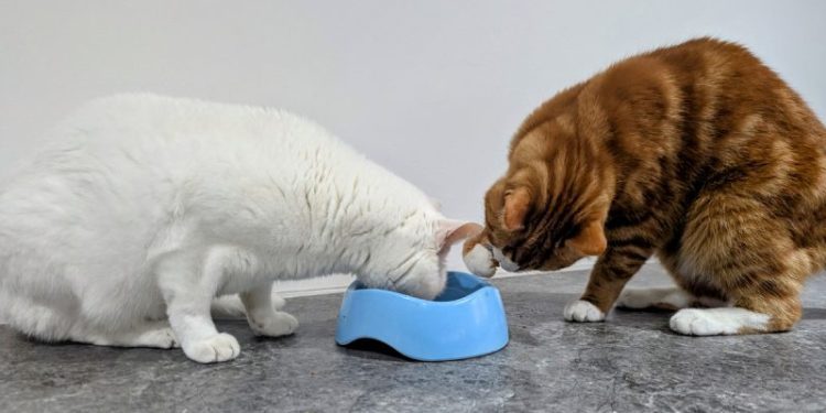 Solving the Mystery of the Messy Bowl: Cats on Camera