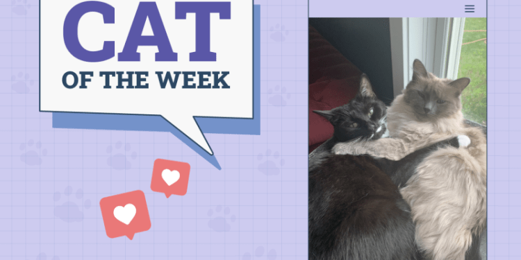 Catster Photo Contest: Cats of the Week Winners (Mar 27, 2025)