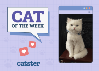 Catster Photo Contest: Cats of the Week Winners (Mar 20, 2025)