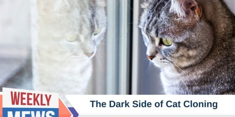 The Dark Side of Cat Cloning: Cost, Process, Ethics & More