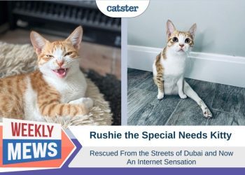 Rushie the Special Needs Kitty: Rescued From the Streets of Dubai & Now an Internet Sensation