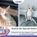 Rushie the Special Needs Kitty: Rescued From the Streets of Dubai & Now an Internet Sensation