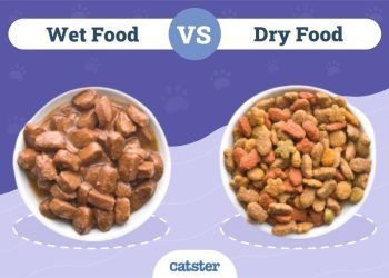 Wet vs. Dry Cat Food: Vet-Approved Facts & Key Differences