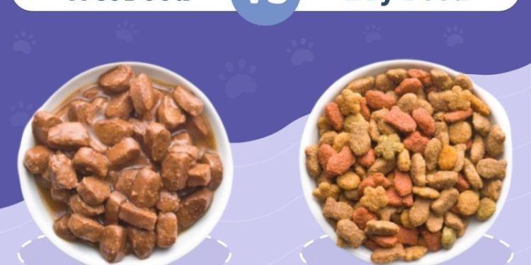 Wet vs. Dry Cat Food: Vet-Approved Facts & Key Differences