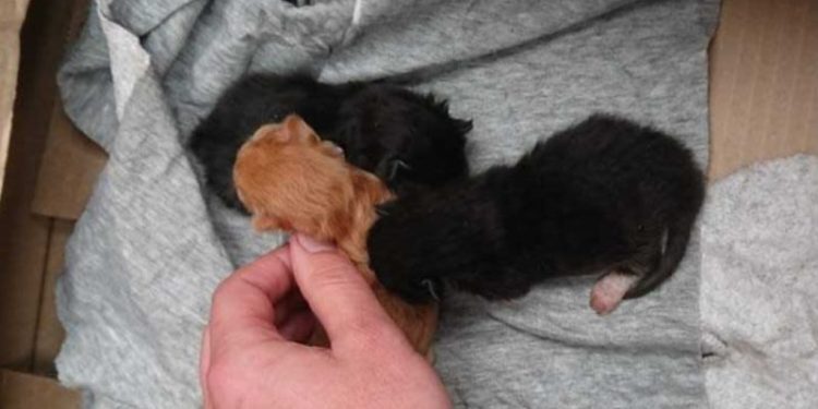 The Dustbin Kittens: A Tale of Heartache and Love