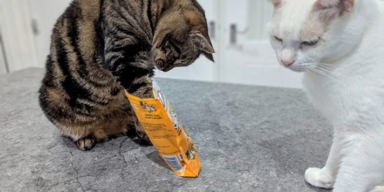 Part-Time Apex Predator: Cyril’s Remarkable, But Selective, Hearing