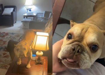 Video of Rescue Dog ‘Adjusting’ to Living in a Home Melts Hearts