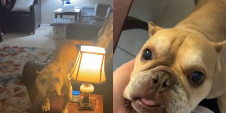 Video of Rescue Dog ‘Adjusting’ to Living in a Home Melts Hearts