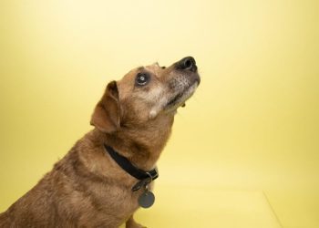 Cushing’s Disease In Dogs: Symptoms, Causes, & Treatments