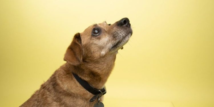 Cushing’s Disease In Dogs: Symptoms, Causes, & Treatments